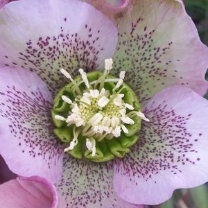 Meet your Posher, Bekkah